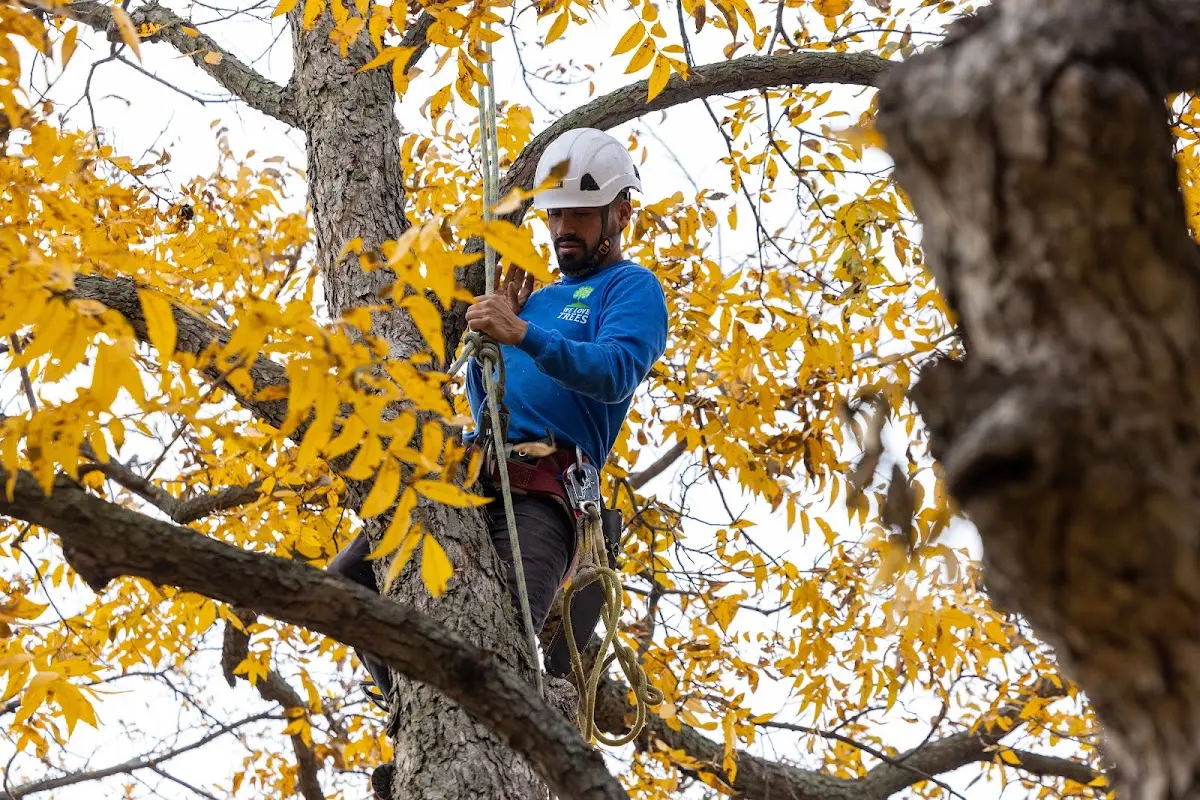 Skilled Tree Planting crew working in Springville